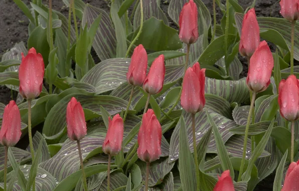 Картинка весна, после дождя, тюльпаны
