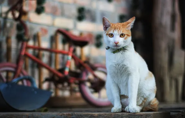 Картинка кошка, кот, взгляд, велосипед, поза, фон, стена, доски, двор, ошейник, сидит, желтоглазая, белая с рыжим