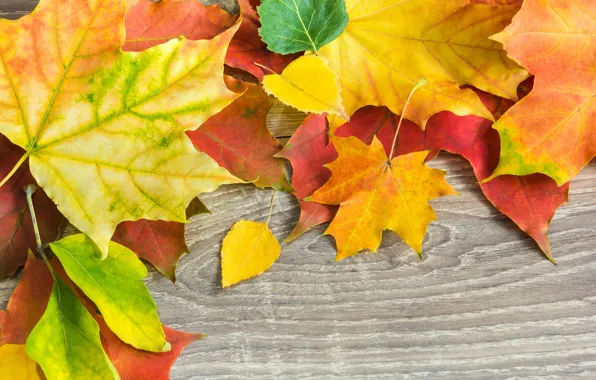 Картинка осень, листья, фон, доски, colorful, клен, wood, autumn, leaves, maple