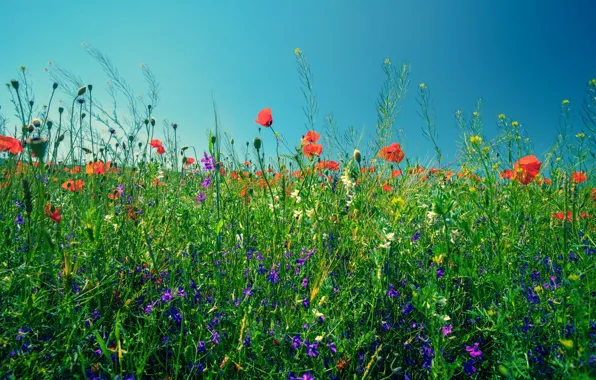 Картинка зелень, поле, лето, небо, трава, солнце, цветы, маки