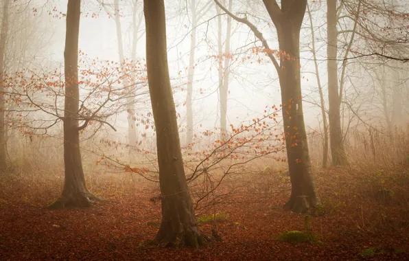 Картинка осень, лес, свет, деревья, ветки, туман, стволы