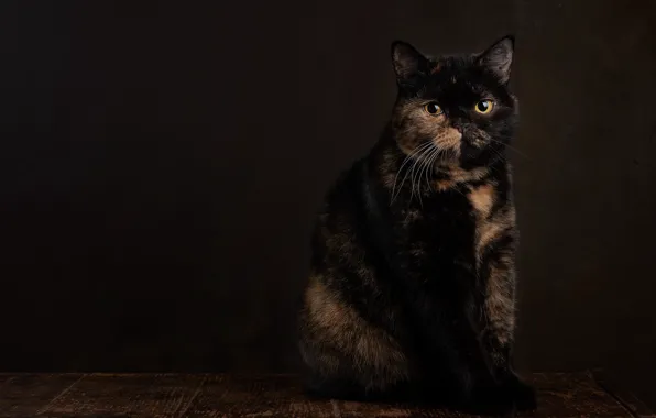 Картинка кошка, взгляд, поза, темный фон, мордочка, сидит, фотостудия, пятнистая, пестрая