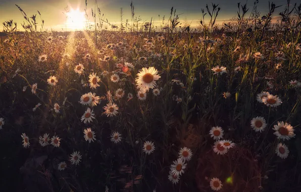 Картинка поле, лето, небо, солнце, лучи, свет, цветы, рассвет, стебли, ромашки, растения, утро, луг, белые, полевые