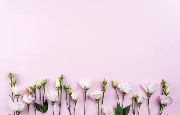 Картинка цветы, white, белые, розовый фон, хризантемы, flowers, beautiful, romantic, эустома, eustoma