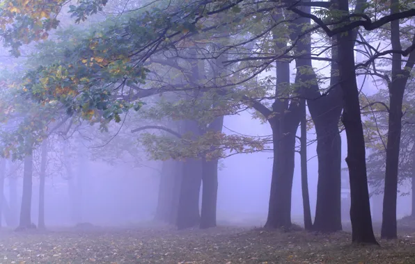 Картинка осень, лес, деревья, ветки, туман, парк, ветви, стволы, листва, утро, дымка, аллея, листопад, дубы, дубрава, …