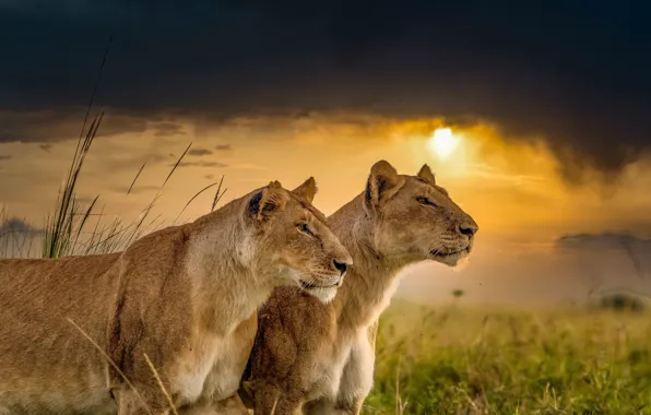 Картинка закат, дикие кошки, львы, парочка, львицы