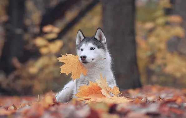 Картинка осень, листья, природа, животное, собака, клён, хаски, пёс, Мария Яропольская