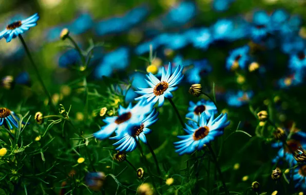 Картинка лето, цветы, поляна, голубые, синие