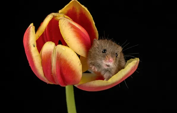 Картинка цветок, тюльпан, мышка