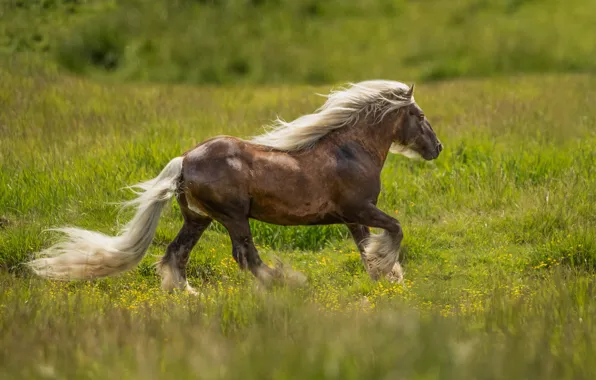 Картинка трава, конь, лошадь