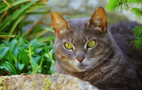 Картинка кошка, лето, трава, кот, взгляд, морда, серый, портрет, лежит, зеленые глаза