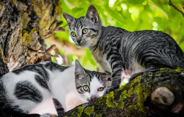 Картинка зелень, кошки, дерево, листва, коты, пара, котята, парочка, дуэт, два, два котенка