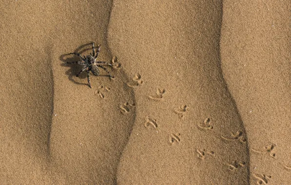 Картинка spider, sand, footprints, insect, tarantula