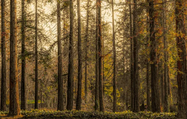 Картинка осень, лес, деревья, ветки, стволы, сосны, бор, сосновый