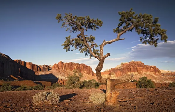 Картинка дерево, скалы, пустыня