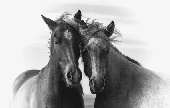 Картинка кони, портрет, лошади
