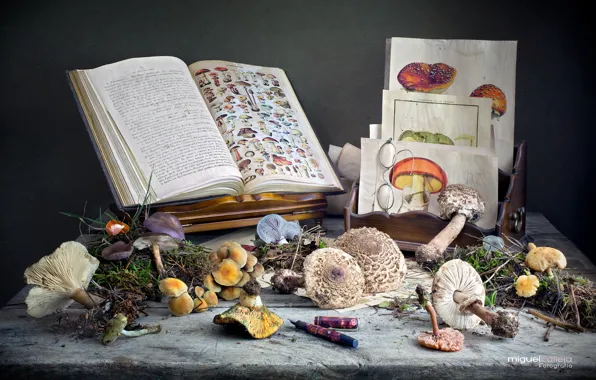 Картинка грибы, книги, рисунки, натюрморт