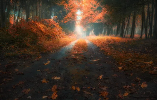 Картинка дорога, осень, листья, деревья, Лес, Slava Lucky