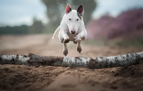 Картинка прыжок, собака, бег