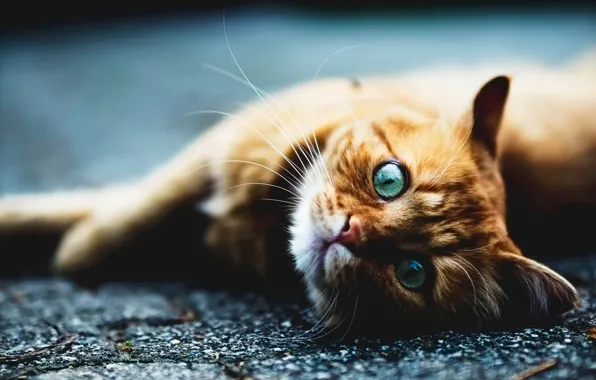 Картинка кошка, кот, усы, взгляд, асфальт, морда, поза, лапы, рыжий, лежит, голубые глаза, выражение, голубой фон