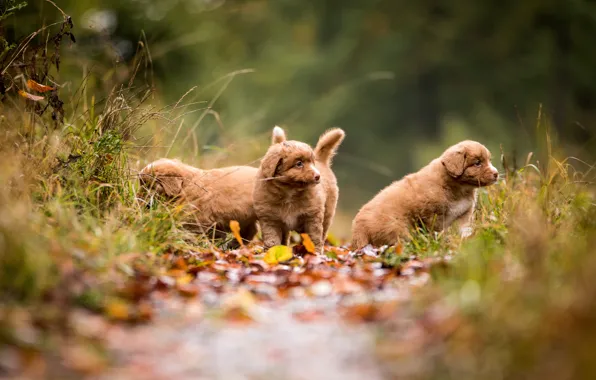 Картинка осень, лес, собаки, листья, природа, щенки, трио, ретривер, троица, выводок, три собаки, новошотландский, три щенка, …