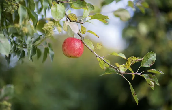 Картинка листья, природа, яблоко, ветка, яблоня