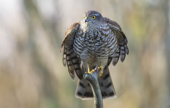 Картинка природа, птица, Eurasian Sparrowhawk
