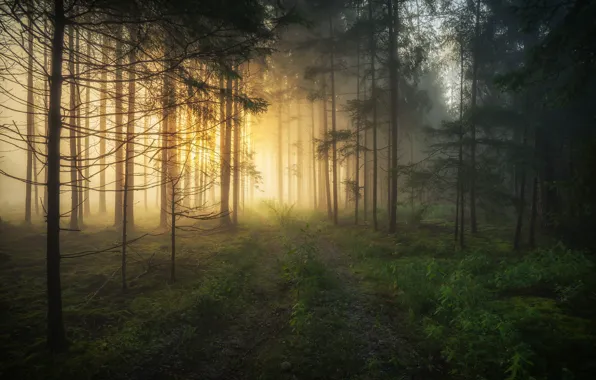 Картинка лес, деревья, туман, рассвет, утро, Германия, Бавария, Germany, Bavaria