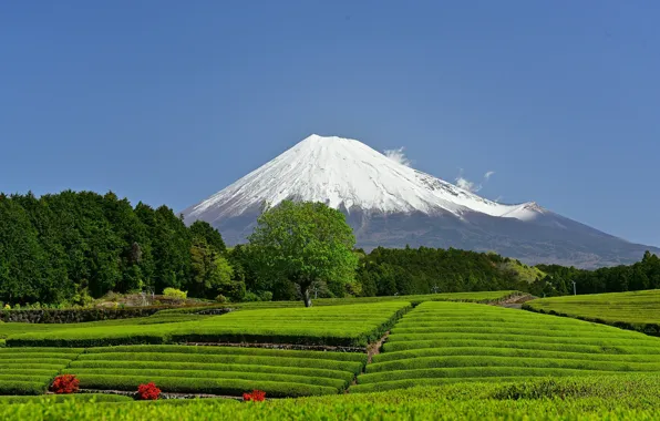Картинка гора, вулкан, Япония, Japan, Mount Fuji, Фудзияма, Shizuoka Prefecture, чайная плантация, джеревья