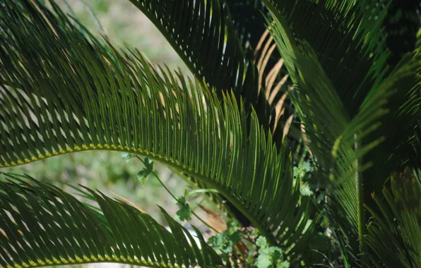 Картинка Растение, Джунгли, Jungle, Plant, Green Background, Palm Leaves, Зеленый Фон, Пальмовые Листья