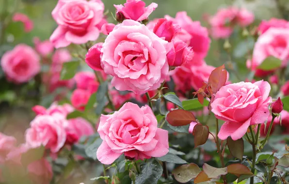 Картинка розы, розовые, розовый куст