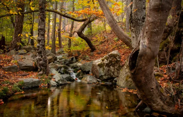 Картинка осень, лес, вода, природа, ручей, камни