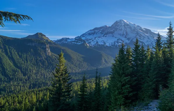 Картинка лес, горы, США, Mount Rainier