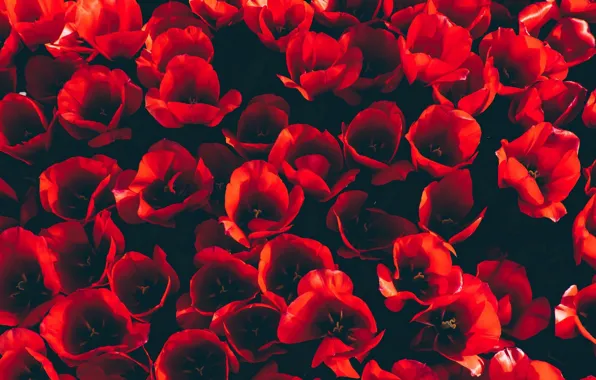 Картинка Red, Flower, Wallpaper, Tulip
