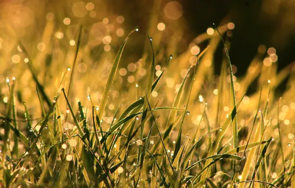 Картинка трава, капли, макро, свет, природа, роса, блики, фон, после дождя, боке