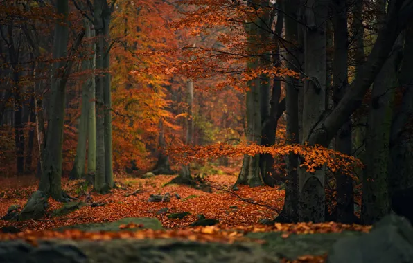 Картинка осень, лес, деревья, ветки, природа, листва