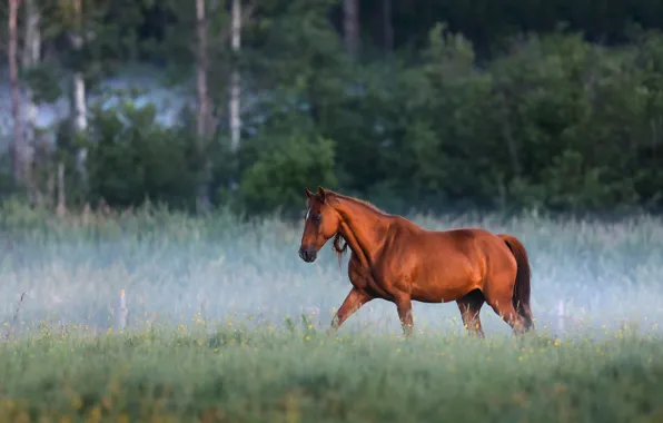 Картинка природа, туман, конь, лошадь, утро, гнедой