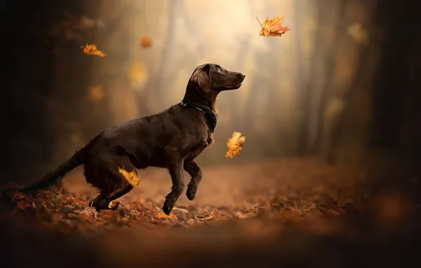 Картинка осень, друг, собака