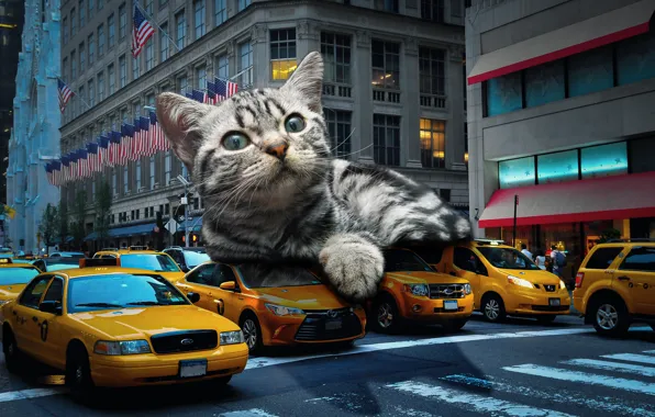 Картинка дорога, авто, кошка, кот, морда, машины, город, поза, котенок, серый, фон, люди, коллаж, улица, окна, …