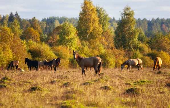 Картинка поле, осень, лес, трава, свет, деревья, кони, лошади, пастбище, стадо, пасутся, стадо лошадей, стадо коней