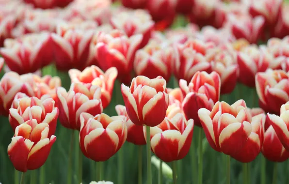 Картинка цветы, весна, тюльпаны, красные, клумба, много, полосатые, двухцветные, с белым