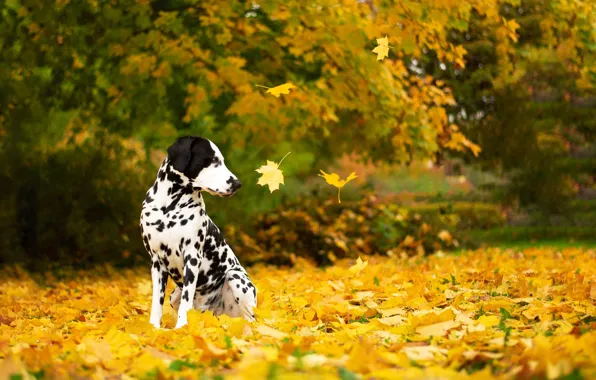 Картинка осень, собака, листопад