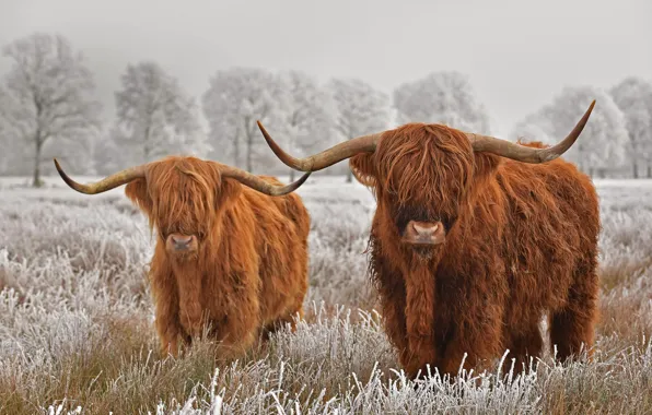 Картинка иней, рога, шотландская корова, хайленд, хайлендская порода