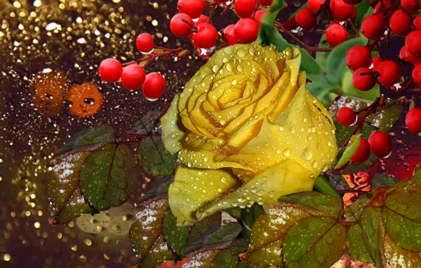 Картинка капли, роса, ягоды, дождь, Мокрая роза