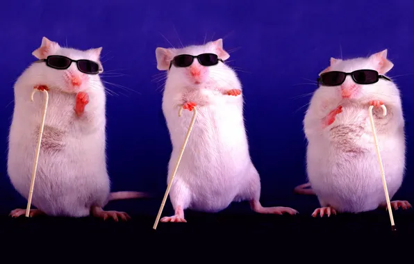Картинка фиолетовый, поза, фон, темный, мышь, очки, три, крысы, белая, белые, мыши, трио, крыса, стойка, символ …