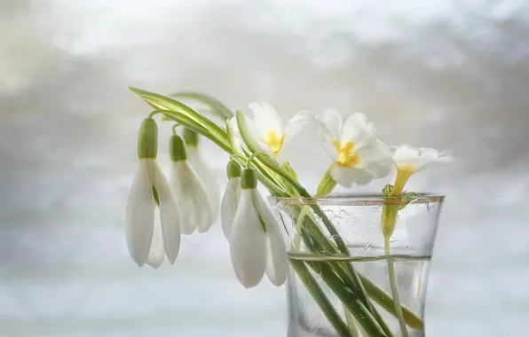 Картинка вода, цветы, стакан, весна, подснежники, белые, светлый фон, примула