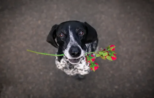 Картинка цветок, друг, собака