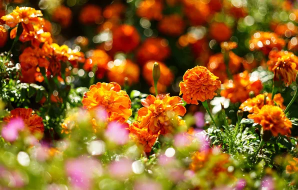 Картинка свет, цветы, блики, яркие, сад, оранжевые, клумба, боке, бархатцы