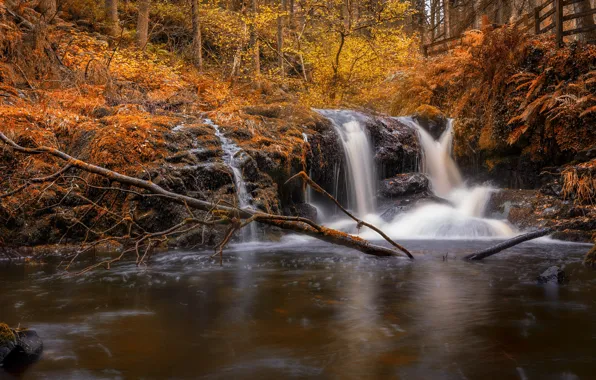 Картинка осень, лес, водопад, речка