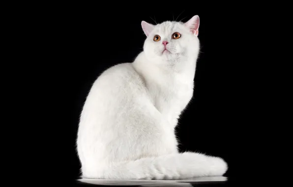 Картинка кошка, кот, взгляд, белая, черный фон, сидит, британская, смотрит вверх